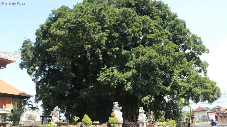 Batubulan Village Banyan Tree