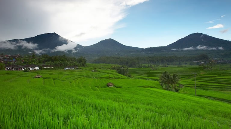 Jatiluwih Rice Terraces