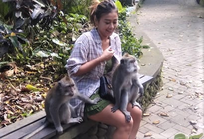 Bali Monkey